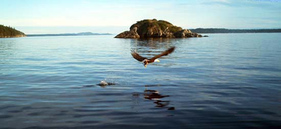 Bald eagle fishing desolation sound